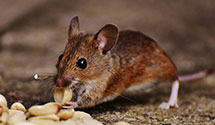 24 Hour & Emergency Exterminators in Goodlettsville, TN